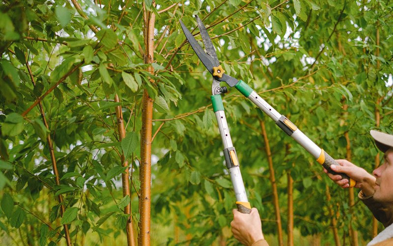 Tree trimming in Menifee, CA